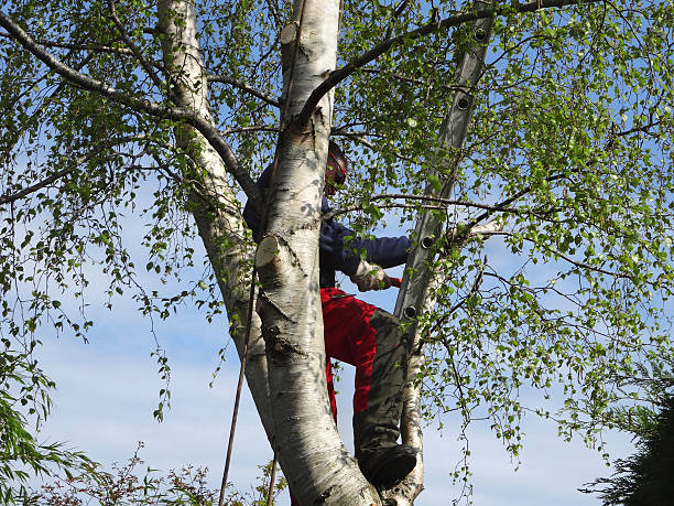 How Our Tree Care Process Works  in  Celoron, NY